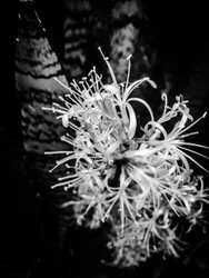 Flor nº 21, 2025 (foto)