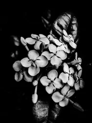 Flor nº 29, 2025 (foto)