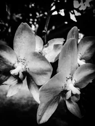 Flor nº 3, 2025 (foto)