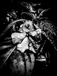 Flor nº 41 (foto)