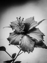 Flor nº 42 (foto)