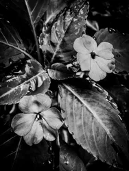 Flor nº 46 (foto)