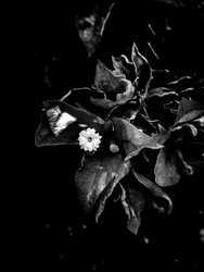 Flor nº 52 (foto)