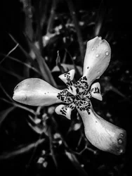 Flor nº 53 (foto)