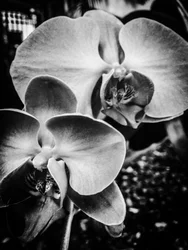 Flor nº 9, 2025 (foto)