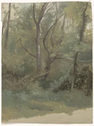Vista del bosque