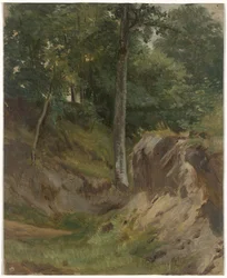 Arroyo seco en el bosque