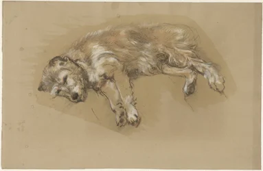 Perro reclinado