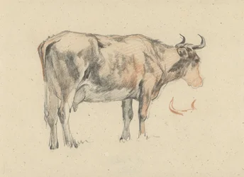 Vaca de pie, a la derecha