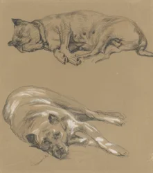 Dos estudios de un perro reclinado