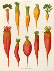 Zanahorias y nabos: del "Album Benary" Tab. XIV