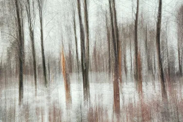 Bosque invernal abstracto