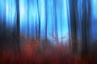 El sueño del bosque azul