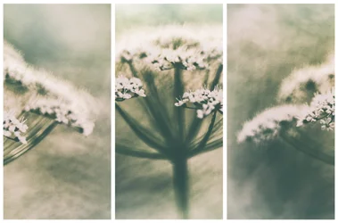 Flores blancas etéreas