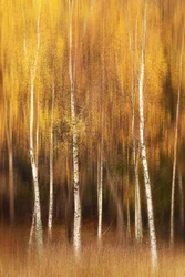 Bosque de abedules dorados