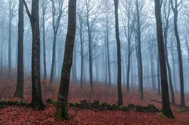 Sendero del bosque brumoso