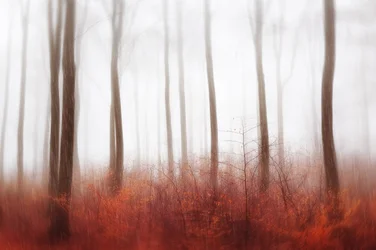 Bosque Rojo Brumoso