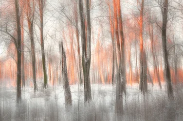 Resplandor del bosque naranja