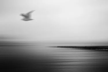 Pájaro volando sobre el muelle sereno