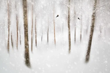 Bosque invernal sereno