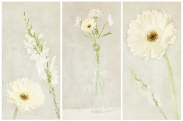 Flores blancas y delicadas