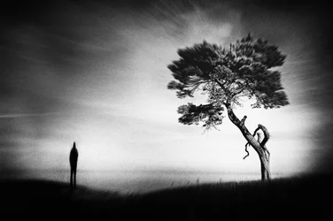 Figura solitaria, árbol solitario