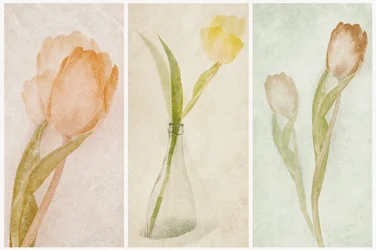 Tríptico de tulipanes en acuarela