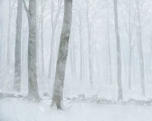 Bosque nevado en invierno