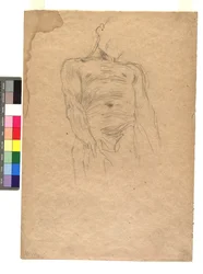Torso masculino