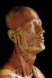 (detalle) de un modelo anatómico masculino ecorché, mostrando músculos, arterias y venas, la circulación y el sistema nervioso (cera)