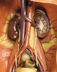 (detalle) de un modelo anatómico masculino ecorché, mostrando músculos, arterias y venas, la circulación y el sistema nervioso (cera)