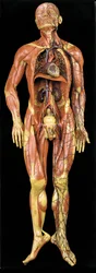 Modelo anatómico masculino écorché, que muestra músculos, arterias y venas, los sistemas circulatorio y nervioso