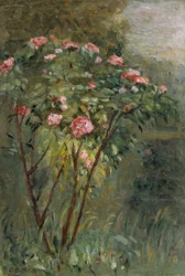 El rosal