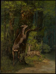 Ciervos en el bosque