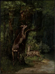 Ciervos en el bosque