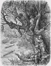Posado en los árboles