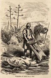 Preparación de Aloe o agave de América, para quitar cuerdas usadas para arneses de caballos, hojas usadas para hacer cercas de campo, dibujo de Gustave Doré (1832-1883), para ilustrar su viaje a España con C. Davillier en 1862. Grabado en "Le tour du monde