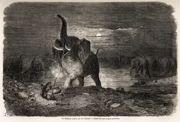 El cazador sorprendido por un elefante, cerca del lago Ngami (Botsuana), dibujo de Gustave Doré (1832-1883), para ilustrar las aventuras y cacerías de Charles Jean Anderson en el sur de África. Grabado en “Le tour du monde, nouveau journal des voyages” Par