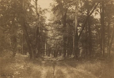 Bas-Bréau, Bosque de Fontainebleau,1849-1852 (foto)