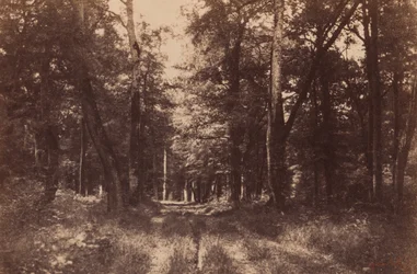 Bas-Breau, Bosque de Fontainebleau,1852 (foto)