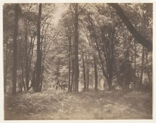La forêt de Fontainebleau (El bosque de Fontainebleau)