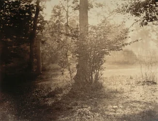 Estudio de árbol, bosque de Fontainebleau, ca. 1856
