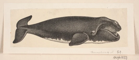 Una ballena