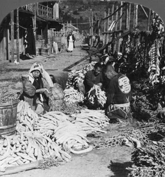 Clasificación y empaque de rábanos daikon japoneses en el puerto, Atami, Japón, 1906