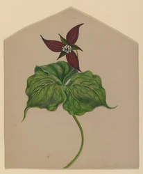Flor roja burdeos