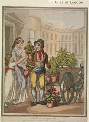 Todo creciendo, creciendo, aquí hay flores para tus jardines, lámina VI de Cries of London