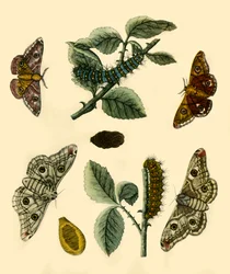 Emperor Moth, 1749, 1943
