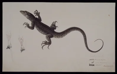 El monitor 
