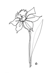 Elegante dibujo a lápiz de un narciso