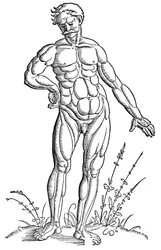 Baldung - Anatomía - Hombre